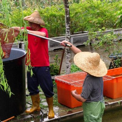 撈捕並分類魚群