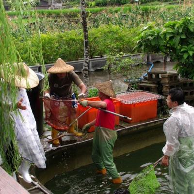 撈捕並分類魚群
