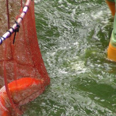 撈捕並分類魚群
