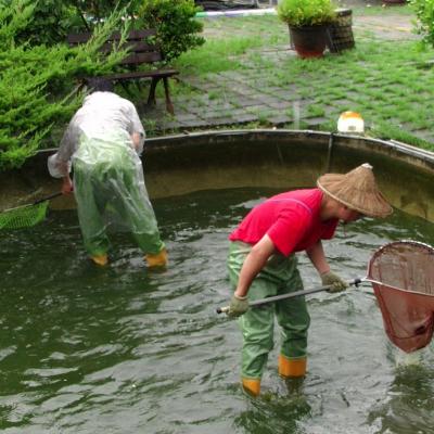 撈捕並分類魚群