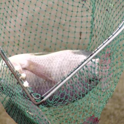 撈捕並分類魚群