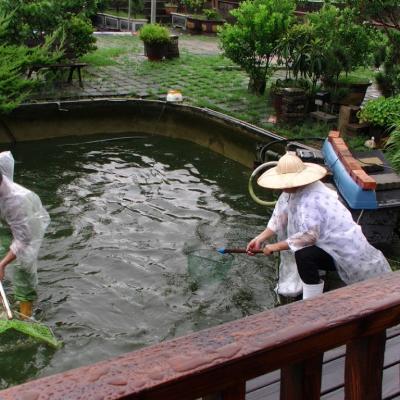 撈捕並分類魚群