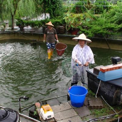 撈捕並分類魚群