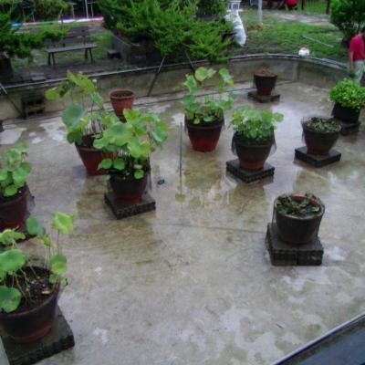 盆栽歸位
