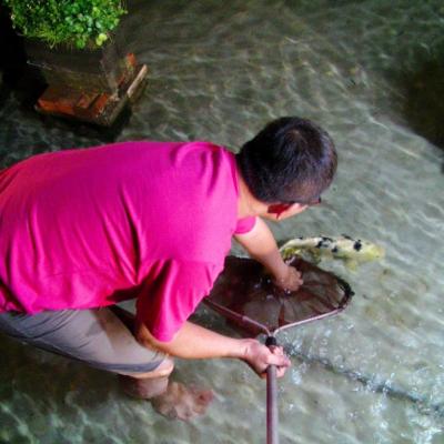 放魚