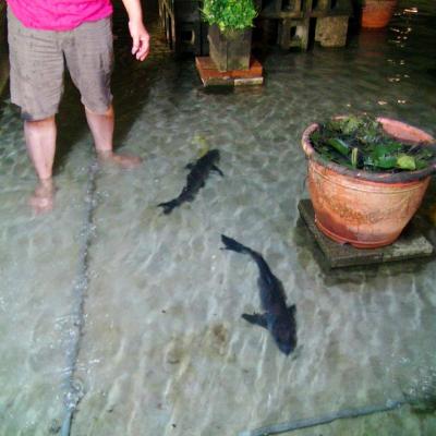 放魚