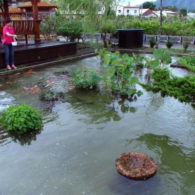 餵魚