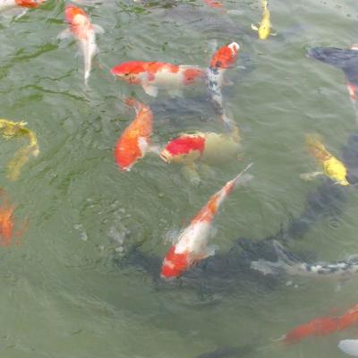 魚群優游