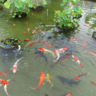 魚群優游