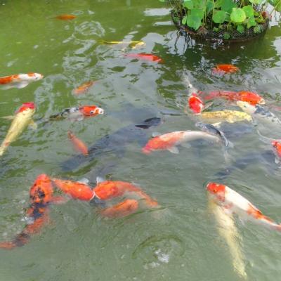 魚群優游
