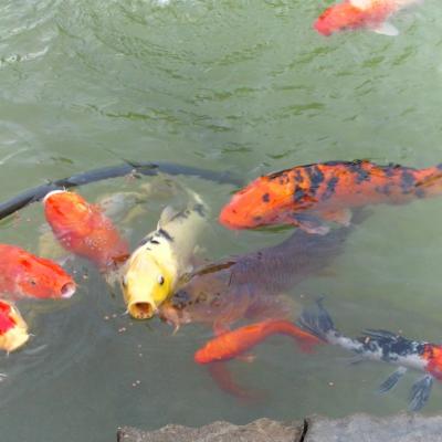 魚群優游