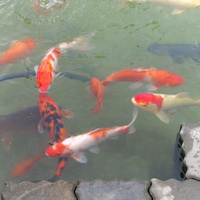 魚群優游