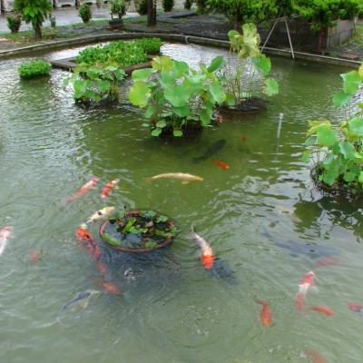 魚群優游